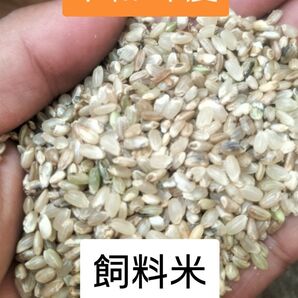 令和7 くず米 鶏のエサ