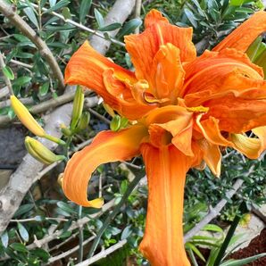 山採りヤブカンゾウ苗