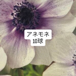 アネモネ 球根 白×青紫 一重咲き 10球