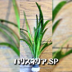 水草3種セット