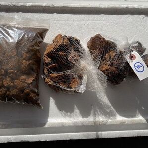 北海道産カバノアナタケ チャーガ⑥