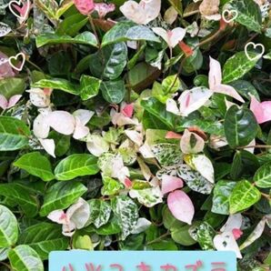 ハツユキカズラ 初雪カズラ 挿し木 挿し穂 カット苗 グランドカバー 植木 苗木 庭