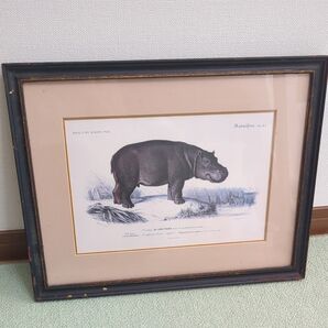 クラシカルアニマルフレーム カバの絵画 額縁入り インテリアアート アンティーク