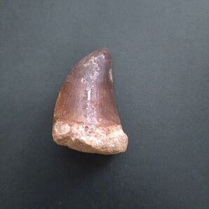 【特大・本物】モロッコ産モササウルス(プログナソドン)の歯の化石