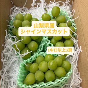 山梨県笛吹市シャインマスカット三房1キロ以上