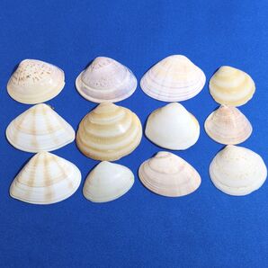貝殻 12枚