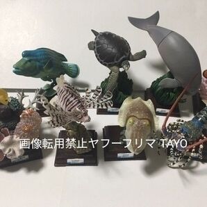 ネイチャーテクニカラー 鳥羽水族館 フルコンプ 全8種 シークレット セット フィギュア ニシキエビ コブシメ ミノカサゴ コンプ