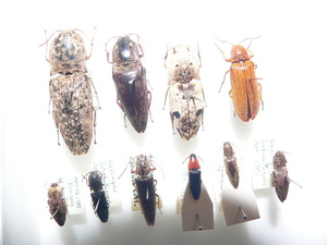 A6 コメツキムシ類10頭　北東ボルネオ島Sabah州産 昆虫　甲虫