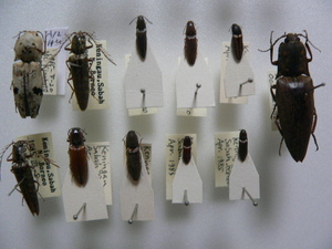 A12 コメツキムシ類　北東ボルネオ島Sabah州産 昆虫　甲虫