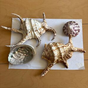 貝殻 4点セット