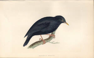 1866年 Bree ヨーロッパの鳥類史 手彩色 木版画 ムクドリ科 ムクドリ属 ムジホシムクドリ SARDINIAN STARLING 博物画