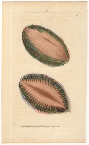 1795年 Shaw & Nodder Naturalist's Miscellany No.205 コガネウロコムシ科 アフロディタ属 イバラコガネウロコムシ ACULEATED APHRODITA