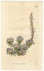 1820年 手彩色 銅版画 Curtis Botanical Magazine no.2131 サクラソウ科 コリス属 CORIS MONSPELIENSIS