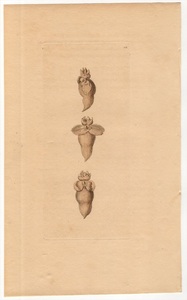 1793年 Shaw & Nodder Naturalist's Miscellany No.152 ハダカカメガイ科 クリオネ属 ダイオウハダカカメガイ LIMAGINE CLIO