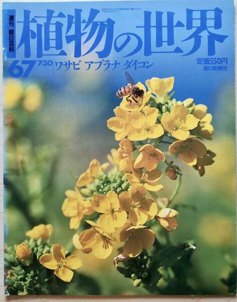 ＜フランス本＞　送料無料　［同梱割引あり］週刊朝日百科　植物の世界　６７　ワサビ　アブラナ　ダイコン　ほか １９９５年７／３０