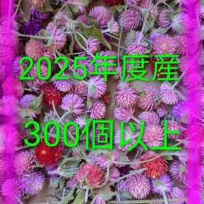 千日紅のドライフラワー