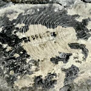 三葉虫の化石・274g（中国産化石標本）