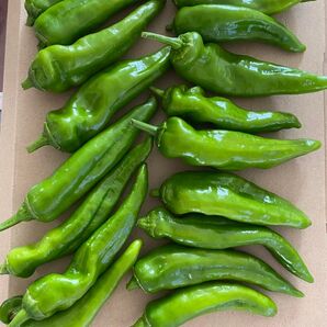 農薬不使用 万願寺とうがらし ししとう 唐辛子