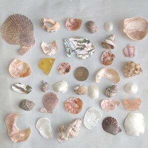 貝殻 かけら達 【8】