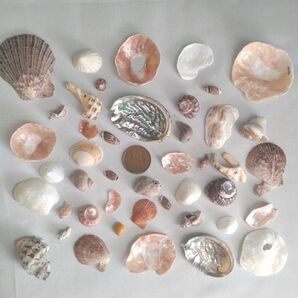 貝殻 かけら達 【9】