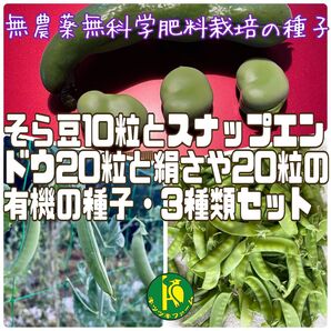 一寸そら豆のタネ10粒とスナップエンドウのタネ20粒と絹さやのタネ20粒 無農薬無科学肥料栽培の種子 セット販売