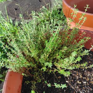 タイム カット50本、 抜き苗20本