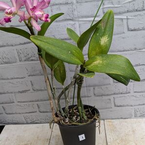 株のみ! 花後です! 洋ラン 蘭 カトレア No.1