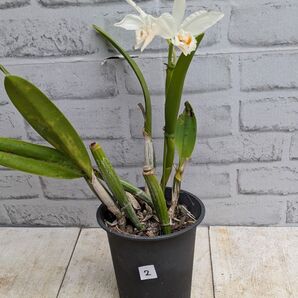 株のみ! 花後です! 洋ラン 蘭 カトレア No.2