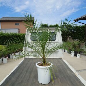 カナリーヤシ《H=約1.1m・9号》184