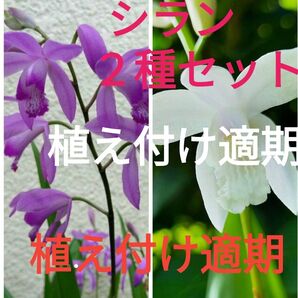 シラン 2種セット