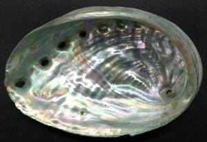 アワビ貝殻の値段と価格推移は 272件の売買情報を集計したアワビ貝殻の価格や価値の推移データを公開 アワビ貝殻の値段と価格推移は 272件の売買情報を集計したアワビ貝殻の価格や価値の推移データを公開