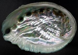 ◆アワビ 貝殻 グリーン◆約9.3cm◆鮑 あわびの美しい輝き◆ルアーや工作，小物入れに◆abalone (ear shell) 鮑魚 Awabi◆