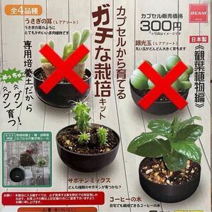 カプセルから育てるガチな栽培キット 観葉植物編 2種 サボテン コーヒーの木
