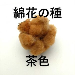 綿花の種 30粒 茶色