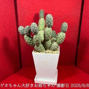 023 ゲオ ゲオちゃん Tephrocactus geometricus テフロカクタス 観葉植物 多肉植物 プロ個体
