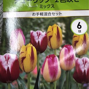 チューリップ 球根2色咲き ミックス 6球 お手軽混合セット