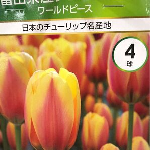 富山県産 チューリップ ワールドピース 球根 4球 マルチカラー