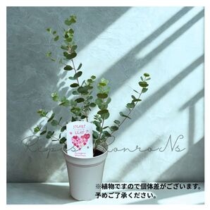 ユーカリ:ウェブステリアナ ハートリーフ(4号)希少 常緑樹 オージープランツ