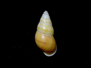 .. specimen Amphidromus laevus 38.8mm