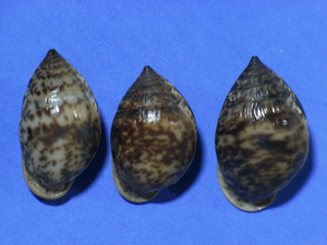 貝の標本 Pythia scarabaeus set 3.Indonesian 