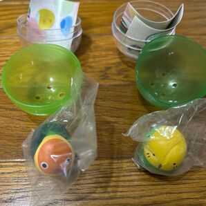 ガチャ インコだるまマスコット セキセイインコ ボタンインコ 2羽セット