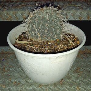 ガラパゴス団扇サボテン(オプンチア・ガラパゲイア)黒肌白刺 opuntia galapageia