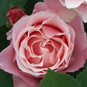 薔薇 挿し木苗③