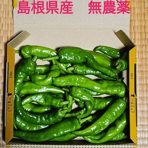 万願寺とうがらし