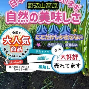 【長野県】あま〜いネギ 泥なし