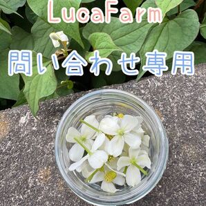 問い合わせ専用 野菜詰め合わせ 野菜セット 農薬不使用