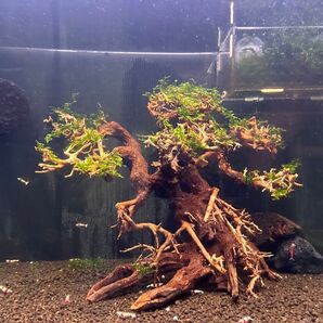 サムライモス巻盆栽流木Lサイズ!無農薬 手巻き