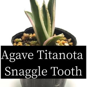 アガベ スナグルトゥース 1苗