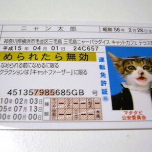 【なめ猫 免許証風 ブロマイド ニャン太郎】なめんなよ猫 なめねこ 金 癒やし かわいい 可愛い ネコ 猫 キャラクター