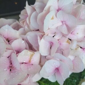 紫陽花 挿し木苗1